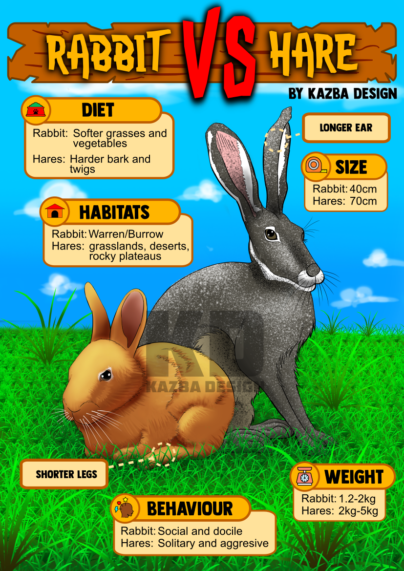 Illustrated Infographic